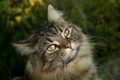 Oct 11, 2021 · This breed is typically described as friendly, calm, and gentle. Norwegian forest cats are adaptable to different families and lifestyles, and are generally good with children and other animals. Anna Pozzi / Getty. These cats are intelligent and alert, and they love human connection and affection. 
